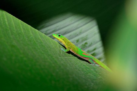 Téléchargez les photos : Gecko vert sur feuille de banane à la Réunion - en image libre de droit