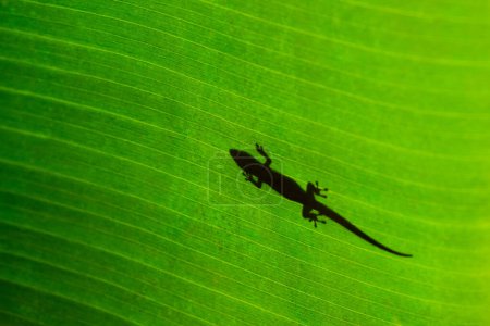 Foto de Gecko verde en hoja de plátano en Isla Reunión - Imagen libre de derechos