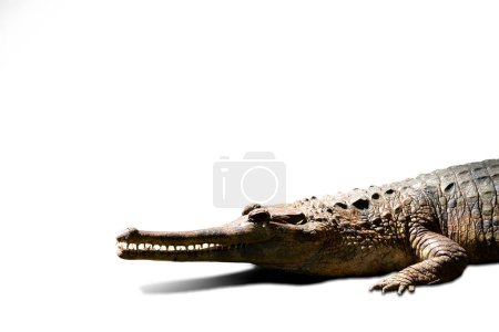 The crocodile's head and body have strong front legs. . On a white background.with clipping path