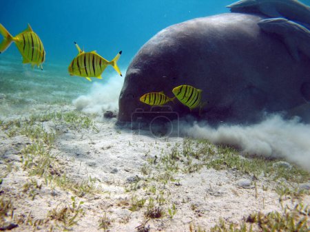 Foto de Dugong. Bebé dugong de la bahía de Marsa Mubarak . - Imagen libre de derechos