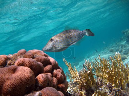 Foto de Coloridos peces tropicales en un arrecife de coral, increíblemente hermoso mundo de hadas. En los jardines de coral del Mar Rojo. - Imagen libre de derechos