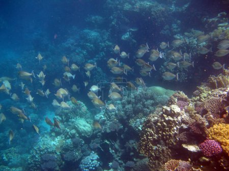 Photo for Colorful tropical fish on a coral reef, amazingly beautiful fairy world. In the coral gardens of the Red Sea. - Royalty Free Image
