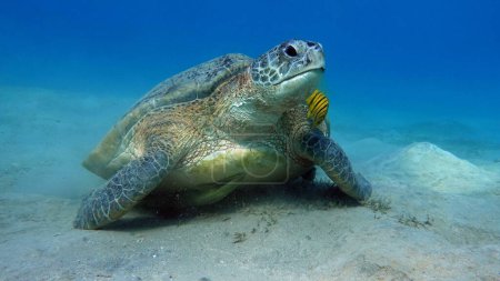 Téléchargez les photos : Les tortues vertes sont la plus grande de toutes les tortues marines. Un adulte typique mesure de 3 à 4 pieds de long et pèse entre 300 et 350 livres.. - en image libre de droit