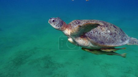 Foto de Las tortugas verdes son las más grandes de todas las tortugas marinas. Un adulto típico mide de 3 a 4 pies de largo y pesa entre 300 y 350 libras. - Imagen libre de derechos