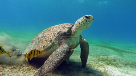 Foto de Tortuga verde grande en los arrecifes del Mar Rojo.Las tortugas verdes son las más grandes de todas las tortugas marinas. Un adulto típico mide de 3 a 4 pies de largo y pesa entre 300 y 350 libras. - Imagen libre de derechos