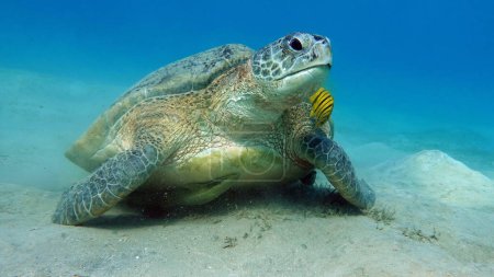 Foto de Tortuga verde grande en los arrecifes del Mar Rojo.Las tortugas verdes son las más grandes de todas las tortugas marinas. Un adulto típico mide de 3 a 4 pies de largo y pesa entre 300 y 350 libras. - Imagen libre de derechos