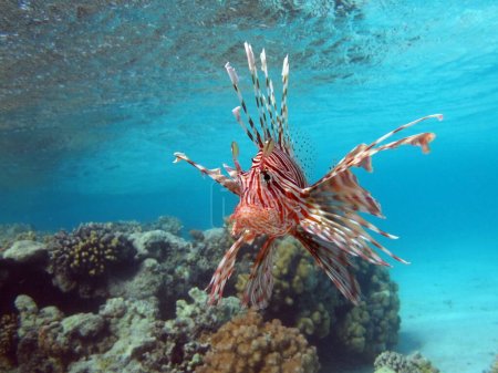 Photo for Lion Fish in the Red Sea in clear blue water hunting for food . - Royalty Free Image