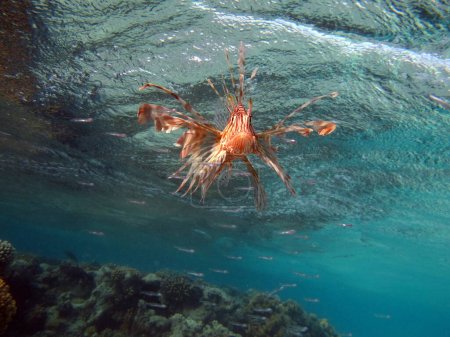 Foto de León Peces en el Mar Rojo en agua azul clara caza de alimentos . - Imagen libre de derechos