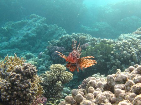 Téléchargez les photos : Poisson lion dans la mer Rouge en eau bleue claire chasse à la nourriture . - en image libre de droit