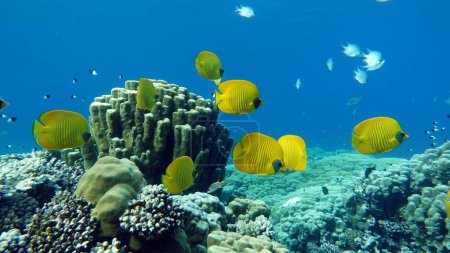 Coloridos peces tropicales en un arrecife de coral, increíblemente hermoso mundo de hadas. En los jardines de coral del Mar Rojo.