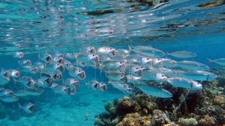 Foto de Coloridos peces tropicales en un arrecife de coral, increíblemente hermoso mundo de hadas. Hermosos arrecifes de coral y jardines de kpral del Mar Rojo. - Imagen libre de derechos