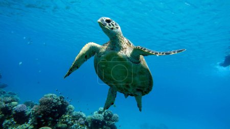 Photo for Hawksbill sea turtle (CR species) Hawksbill Turtle - Eretmochelys imbricata. - Royalty Free Image