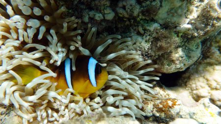 Photo for Clown fish amphiprion (Amphiprioninae). Red sea clown fish. Nemo . - Royalty Free Image