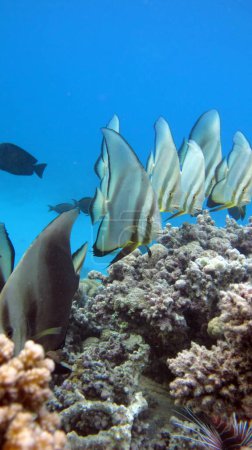 Téléchargez les photos : Colorful tropical fish on a coral reef, amazingly beautiful fairy world. In the coral gardens of the Red Sea. - en image libre de droit