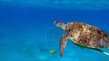 Foto de Las tortugas verdes son las más grandes de todas las tortugas marinas. Un adulto típico mide de 3 a 4 pies de largo y pesa entre 300 y 350 libras. - Imagen libre de derechos