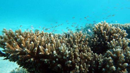 Foto de Coloridos peces tropicales en un arrecife de coral, increíblemente hermoso mundo de hadas. En los jardines de coral del Mar Rojo. - Imagen libre de derechos