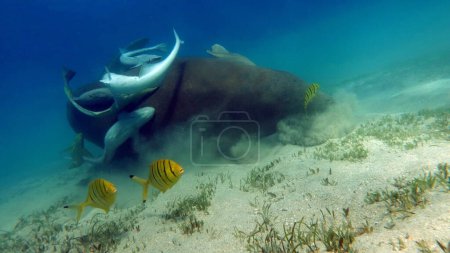 Foto de Dugongo. Vaca de mar en Marsa Alam. Bahía de Marsa Mubarak. - Imagen libre de derechos