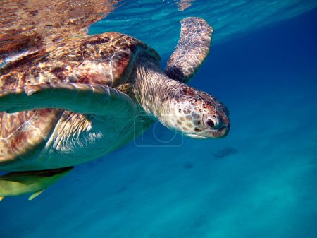 Photo for Green turtles are the largest of all sea turtles. A typical adult is 3 to 4 feet long and weighs between 300 and 350 pounds. - Royalty Free Image