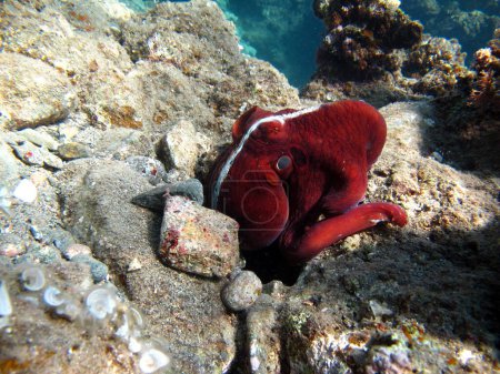 Großer Blauer Krake (Octopus cyanea) Oktopus. Big Blue Octopus auf den Riffen des Roten Meeres.