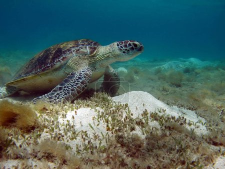 Téléchargez les photos : Les tortues vertes sont la plus grande de toutes les tortues marines. Un adulte typique mesure de 3 à 4 pieds de long et pèse entre 300 et 350 livres.. - en image libre de droit