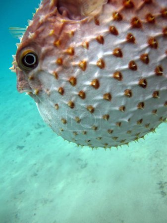 Téléchargez les photos : Un hérisson de poisson. Cyclicht à taches jaunes - pousse jusqu'à 34 cm, se nourrit de crustacés et de mollusques. En cas de danger, il prend la forme d'une boule, épines hérissées. - en image libre de droit