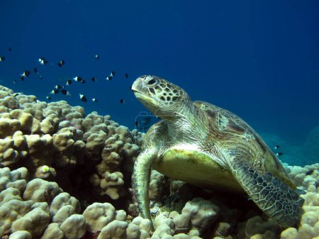 Photo for Green turtles are the largest of all sea turtles. A typical adult is 3 to 4 feet long and weighs between 300 and 350 pounds. - Royalty Free Image