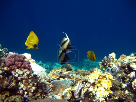 Téléchargez les photos : Poisson tropical coloré sur un récif corallien, monde des fées incroyablement beau. Dans les jardins coralliens de la mer Rouge. - en image libre de droit