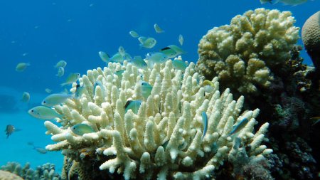 Poisson tropical coloré sur un récif corallien, monde des fées incroyablement beau. Dans les jardins coralliens de la mer Rouge.