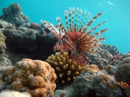 Photo for Lion Fish in the Red Sea.Lion Fish in the Red Sea in clear blue water hunting for food . - Royalty Free Image