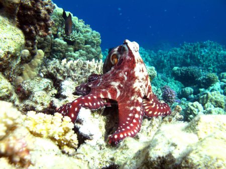 Großer Blauer Krake (Octopus cyanea) Oktopus. Big Blue Octopus auf den Riffen des Roten Meeres.