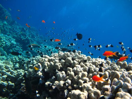 Téléchargez les photos : Poisson tropical coloré sur un récif corallien, monde des fées incroyablement beau. Dans les jardins coralliens de la mer Rouge. - en image libre de droit