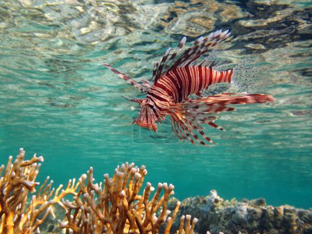 Photo for Lion Fish in the Red Sea in clear blue water hunting for food . - Royalty Free Image