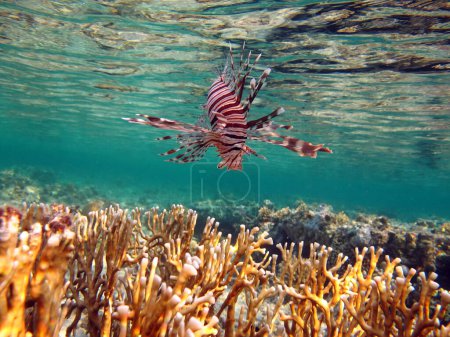 Foto de León Peces en el Mar Rojo en agua azul clara caza de alimentos . - Imagen libre de derechos