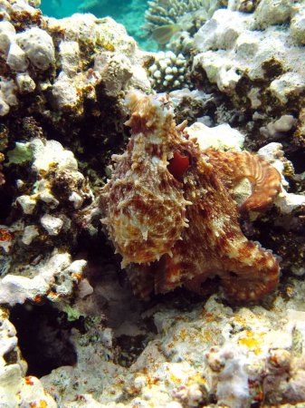 Foto de Pulpo. Pulpo azul grande en los arrecifes del Mar Rojo.El pulpo de la cianea, también conocido como pulpo azul grande o pulpo de día. - Imagen libre de derechos