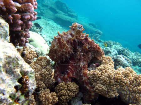 Krake. Großer Blauer Oktopus auf den Riffen des Roten Meeres. Die Cyanea-Krake, auch als Großer Blauer Oktopus oder Tagkrake bekannt.