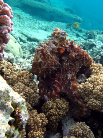 Krake. Großer Blauer Oktopus auf den Riffen des Roten Meeres. Die Cyanea-Krake, auch als Großer Blauer Oktopus oder Tagkrake bekannt.