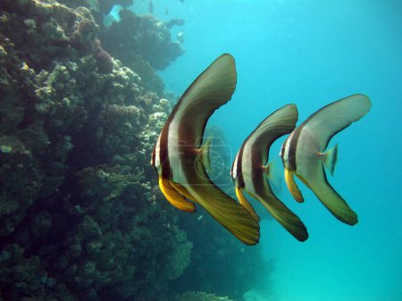 Téléchargez les photos : Longue nageoire Longfin Batfish Platax famille Ephippidae - pousse jusqu'à 70 cm Il se nourrit d'algues et de petits invertébrés. - en image libre de droit