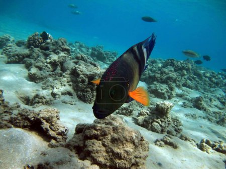 Téléchargez les photos : Colorful tropical fish on a coral reef, amazingly beautiful fairy world. In the coral gardens of the Red Sea. - en image libre de droit