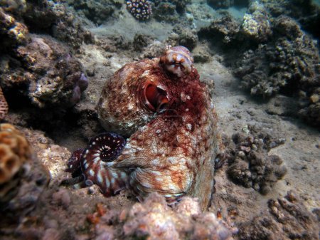 Foto de Pulpo. Pulpo azul grande en los arrecifes del Mar Rojo.El pulpo de la cianea, también conocido como pulpo azul grande o pulpo de día. - Imagen libre de derechos
