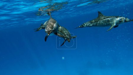 Delfine. Spinner-Delfin. Stenella longirostris ist ein kleiner Delfin, der weltweit in tropischen Küstengewässern lebt. 