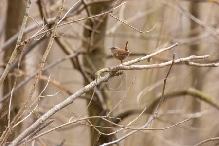 Una sirena eurasiática - Trogloditas trogloditas en un árbol