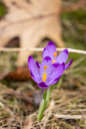Wild purple crocuses blooming in their natural environment in the forest