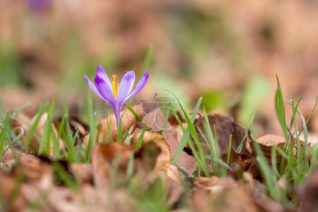 Wild purple crocuses blooming in their natural environment in the forest