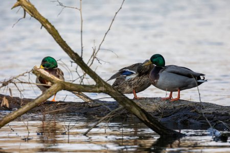 Mallards Resting on Driftwood by the Lake