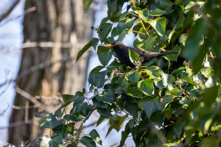 Pájaro negro euroasiático, posado en una rama