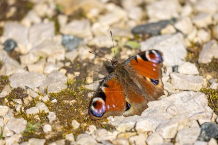 Peacock butterfly (Aglais io) on the ground.