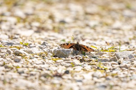 Papillon paon (Aglais io) au sol.
