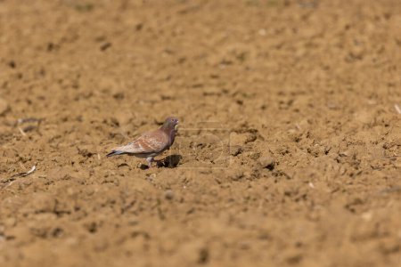 Téléchargez les photos : Pigeon des bois (Columba palumbus) dans les terres arables - en image libre de droit