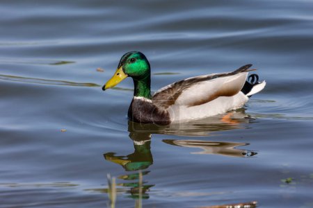 Male mallard duck (Anas platyrhynchos) swimming in the lake