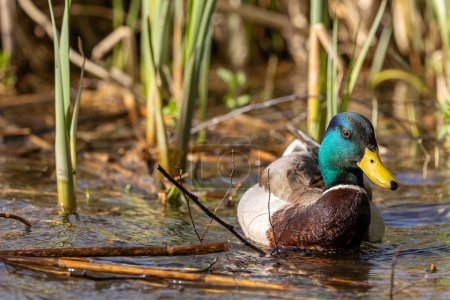 Photo for Male mallard duck (Anas platyrhynchos) swimming in the lake on the edge of the reeds - Royalty Free Image